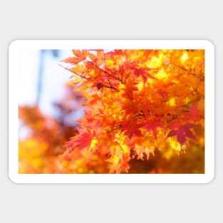 Unique nature photography Autumn Maple leaves in Japan Sticker